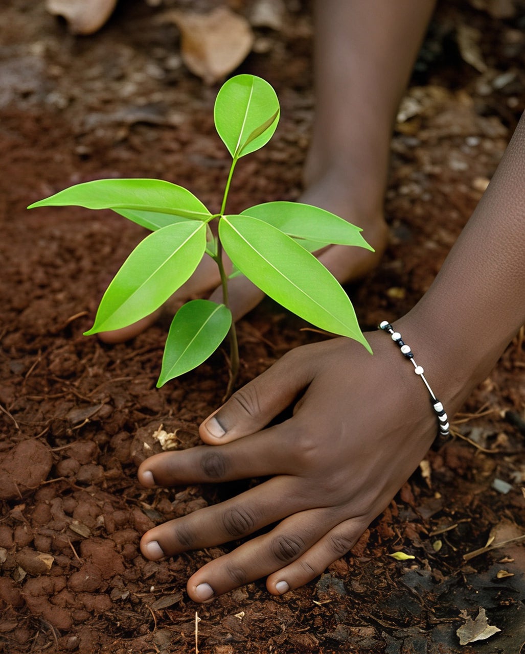 A Cocoa Plant Seedling